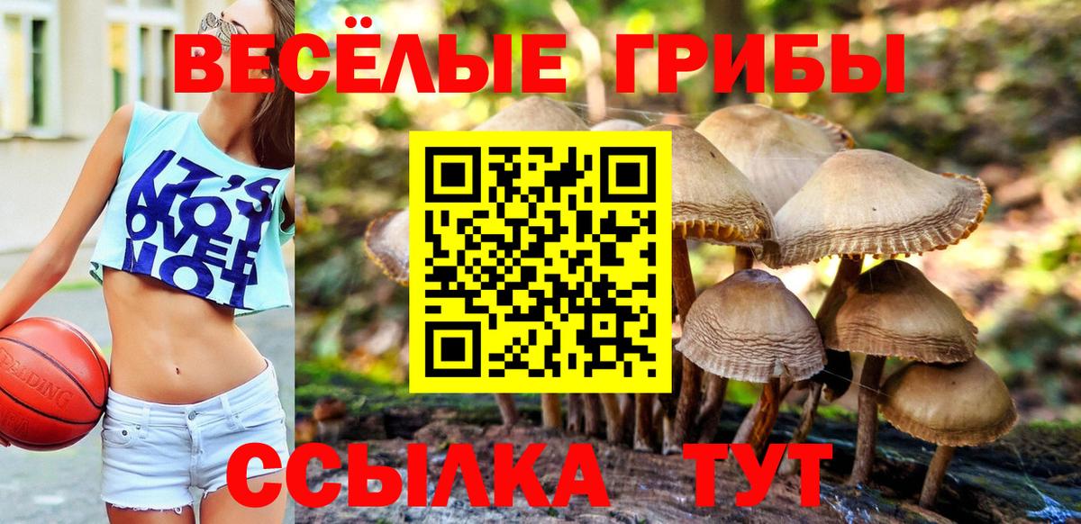Галлюциногенные грибы прущие грибы  Вход с VPN  Псилоцибиновые грибы Psilocybe  Родники 